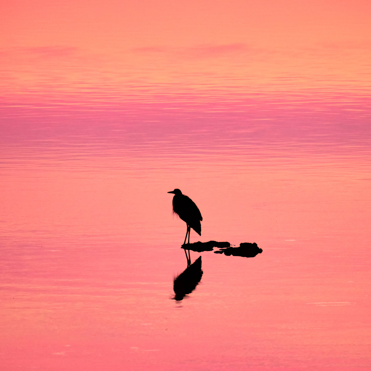 Gidez Reed Sunrise Solitude Nature   Ornithological   Class A 20251022